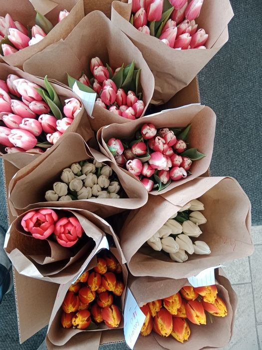 Предзаказ тюльпанов на 8 марта