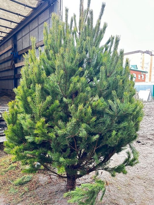 Ёлки сосна новогодние