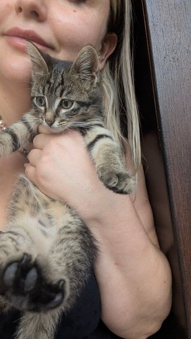 Котенце търси добър дом