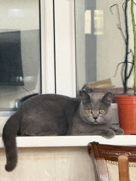 Срочно продается кошка