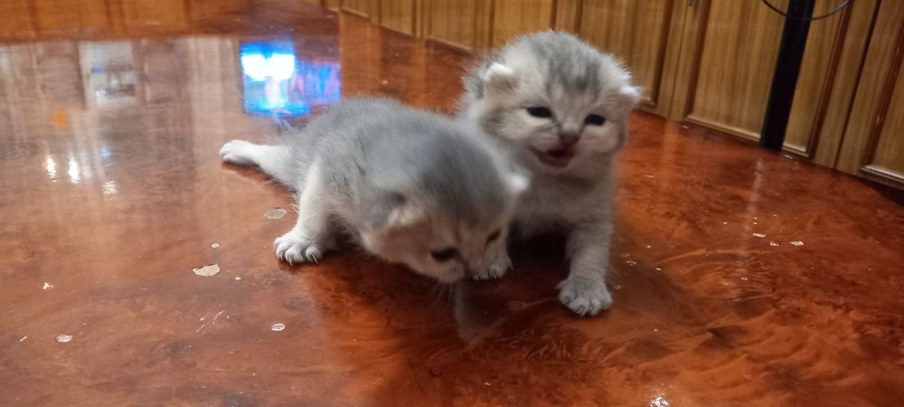 Продается кошка с двумя котятами серебристая шиншила