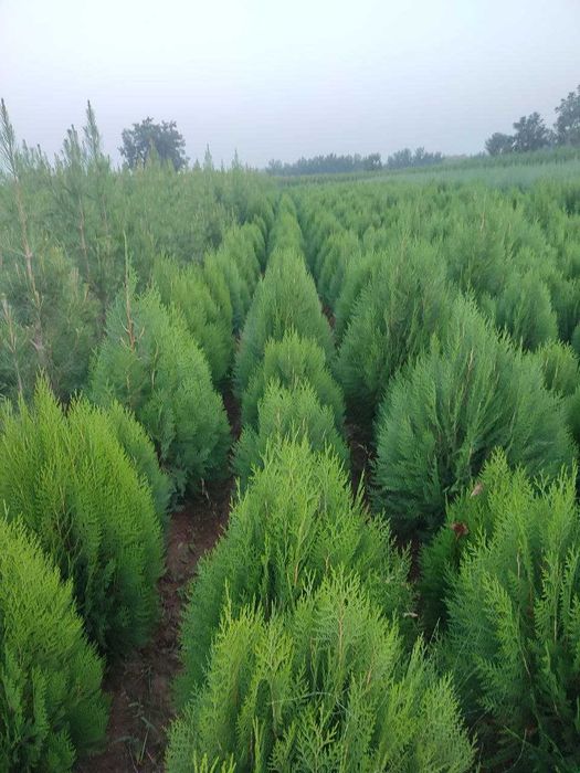 Mevali va manzarali ko'chatlar