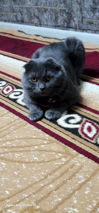 Вязка Чистокровный кот