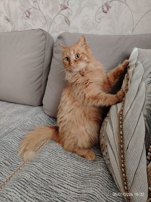 Молодая  кошечка