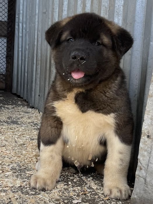 Щенки американской акиты