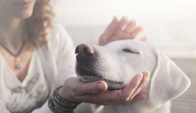 Petsitter dedicat, mare iubitoare de câini și pisici, cu 20 de ani de experiență asigur îngrijire și hrană, plimbari și mângâiere, joacă