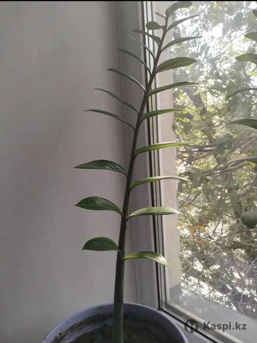 Долларовое дерево