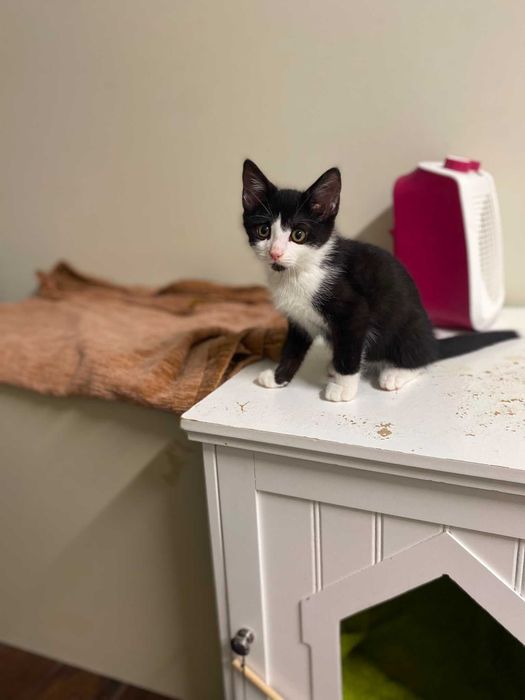 Pui de pisica pentru adoptie