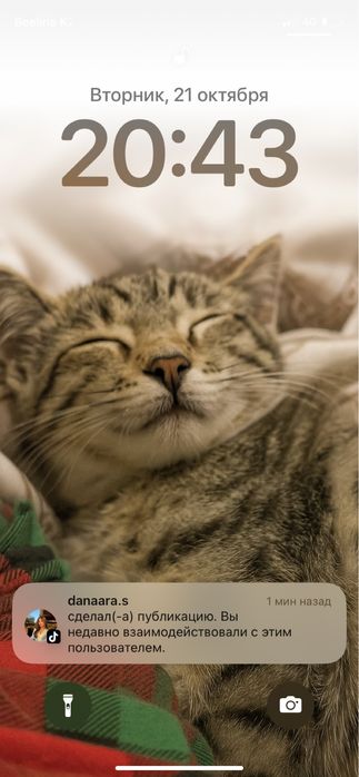 Отдам кота в добрые руки