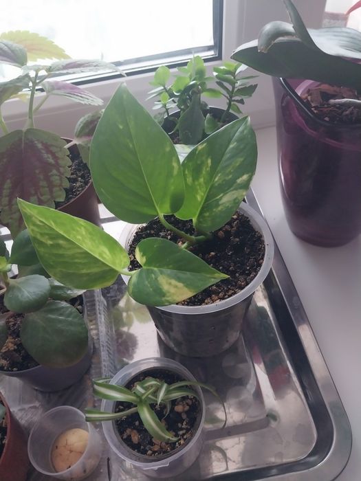 Продам  комнатные цветы