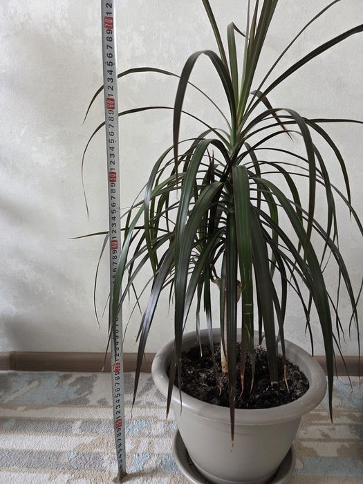 Драцена сатылады/продается