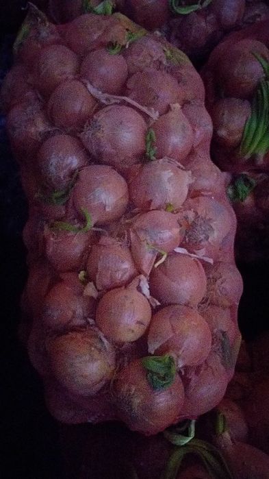 Репчатый лук оптом в розницу