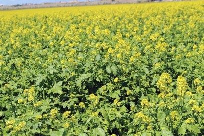 Сидерат горчица белая