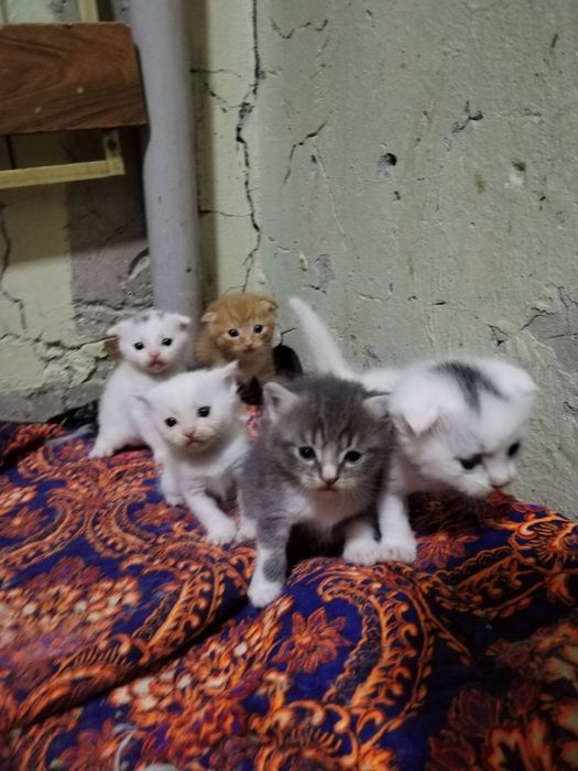 Zotli mushuklar sotiladi