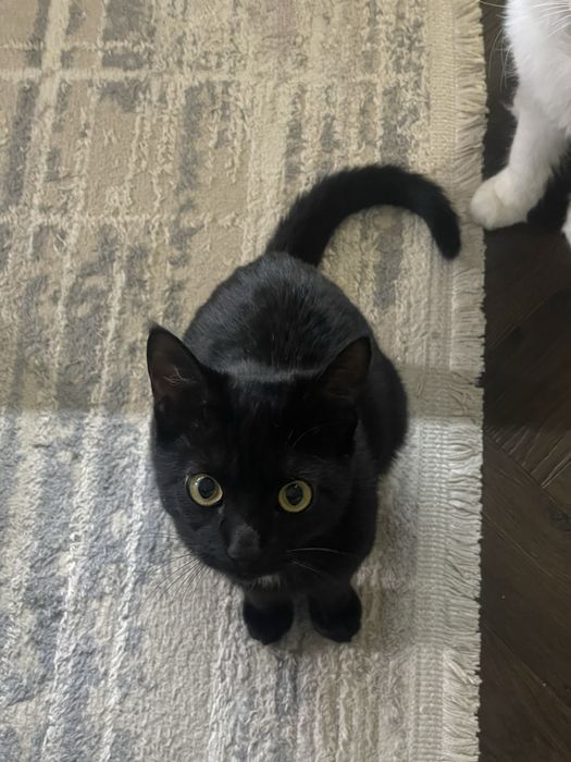 Котенок 6 месячный