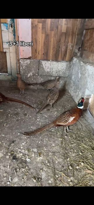 De vânzare fazani comuni