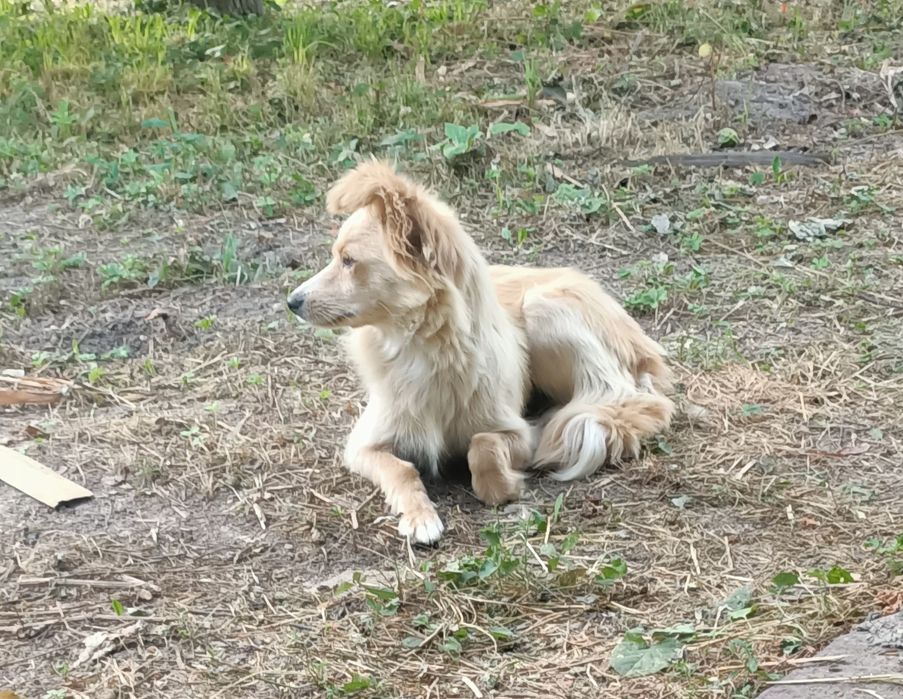 Белка ищет дом и любящее сердце