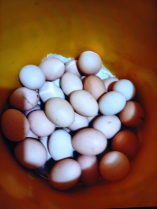 Vind puicuțe de rasă Brahman