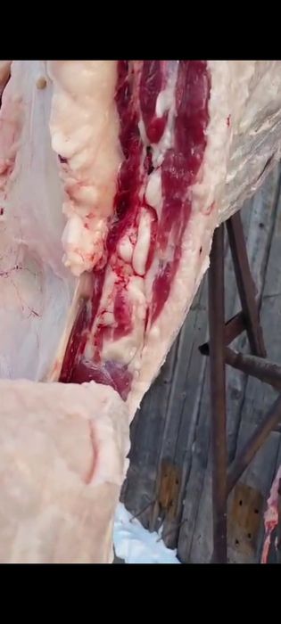 Продам Тайлар Кунандар с откорма