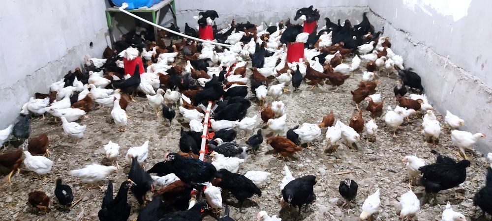 Andijon qora, kareski Xan xyap