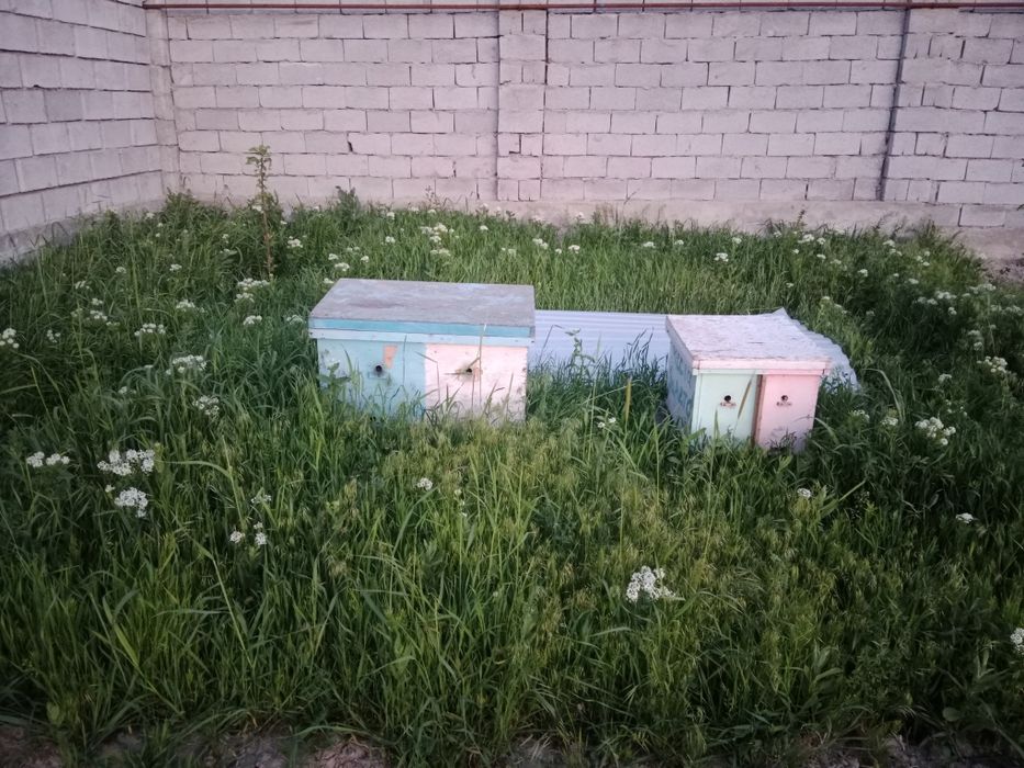 Пчела семья! Ара ұясымен!