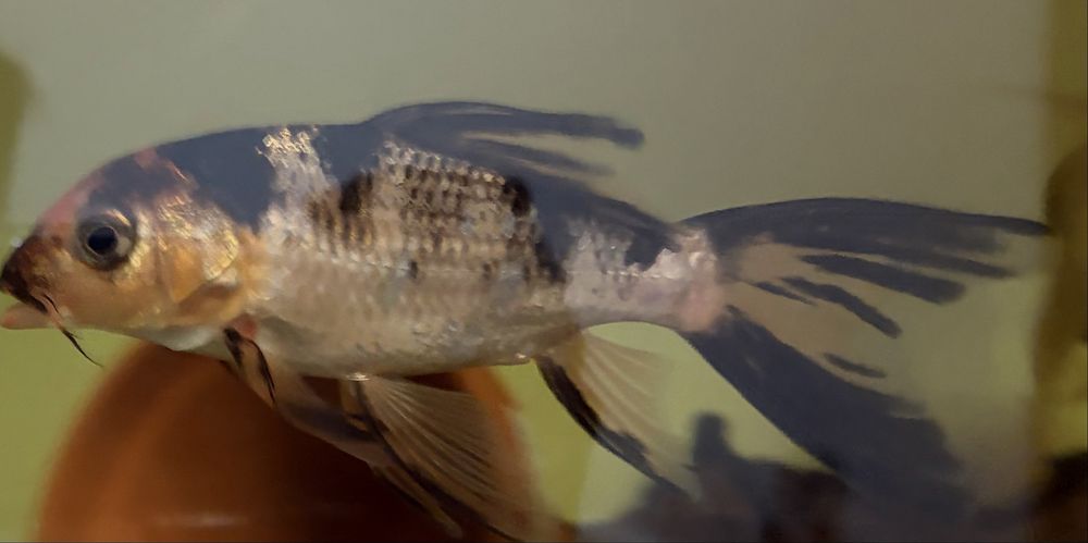 Pești crap koi fluture