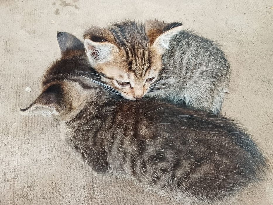 бесплатно отдам котят в добрые руки