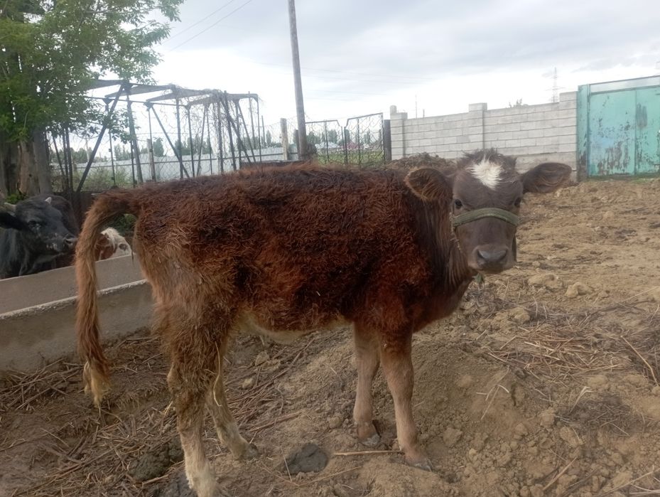 прадамтелку парода