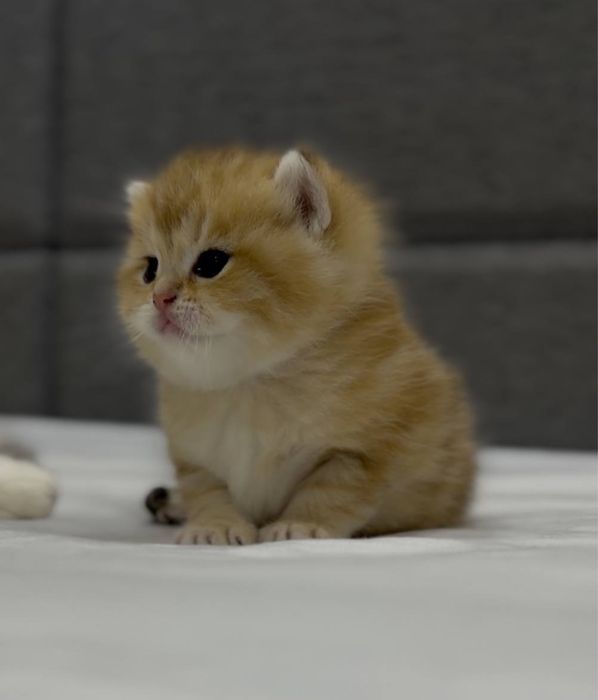 Золотая шиншилла! Чистокровные Британцы.