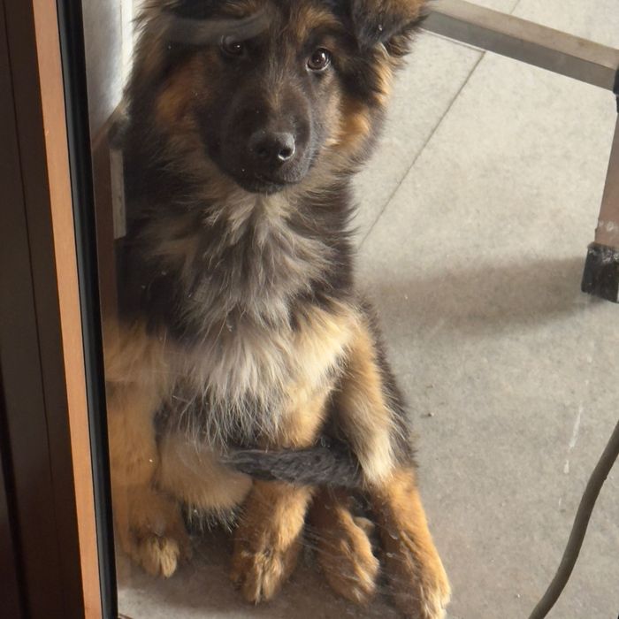 Немецкая овчарка щенок 3 месяца