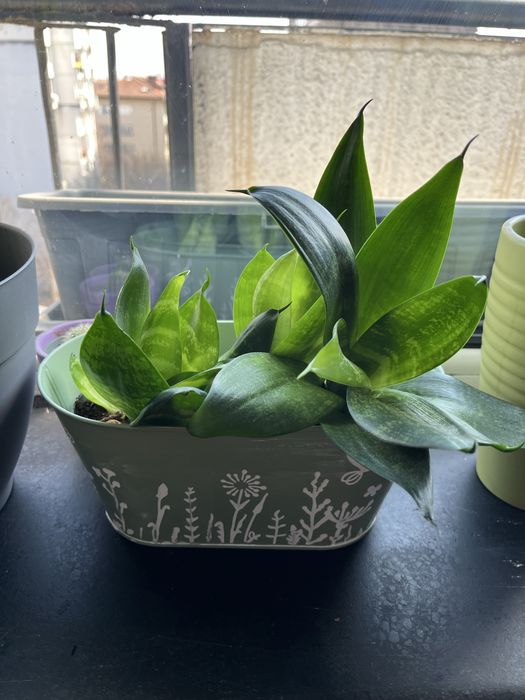 Сенсевиера с кашпа