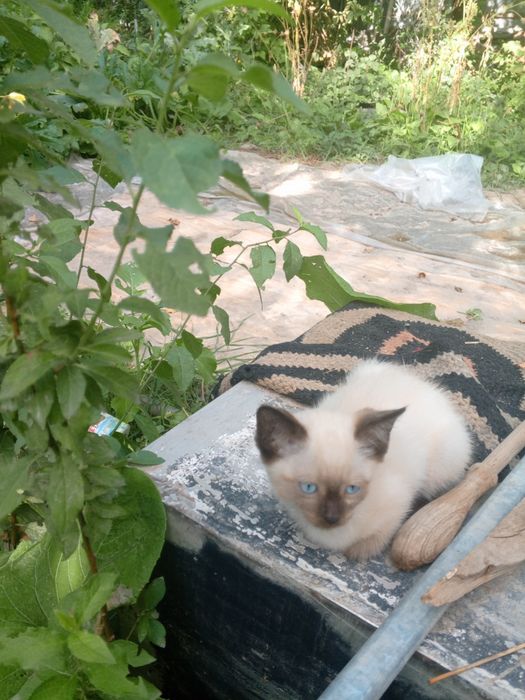 Котенок продам за 5000