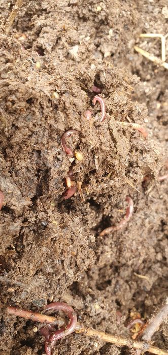 Калифорнийский черви