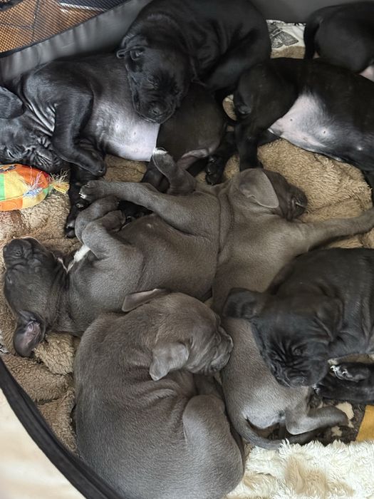 Кане Корсо / Cane Corso