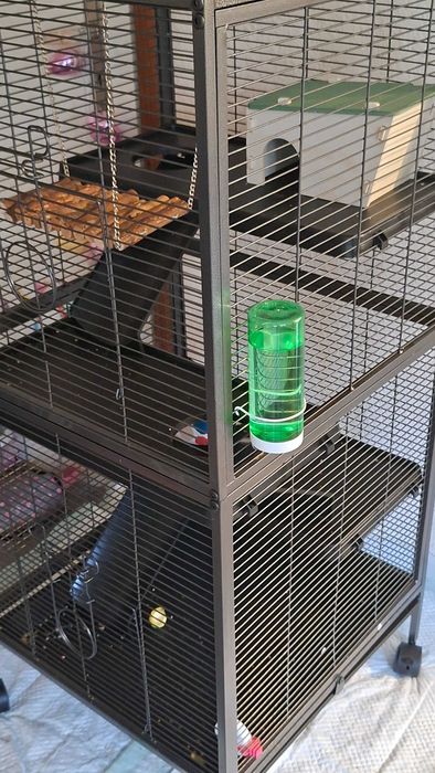 Летяща захарна катерица бяла