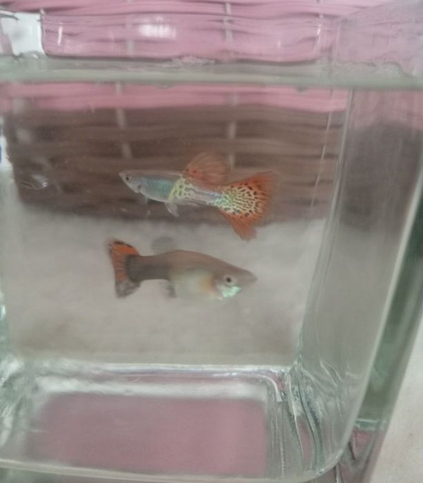 Vând pesti guppy ,poecilia reticulata