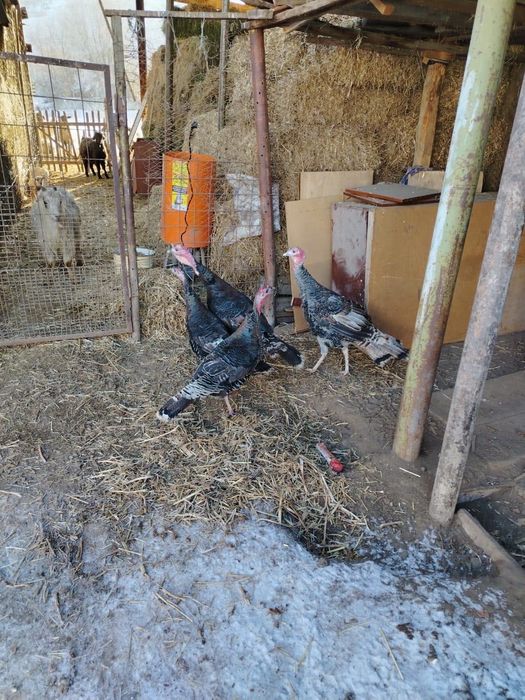 Продам домашних индюков