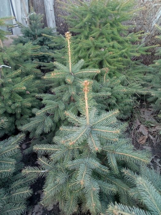 Саженцы лесодекоротивные