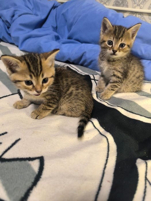 Котенок в добрые руки бесплатно