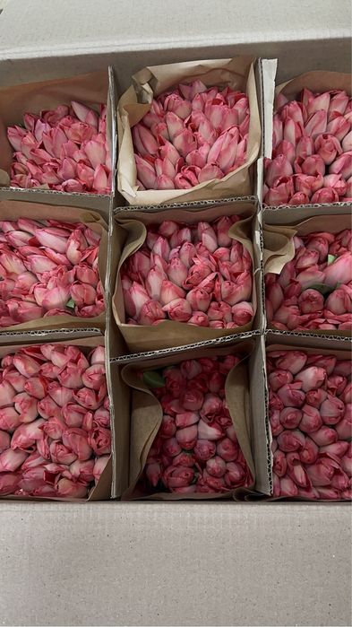 Тюльпаны тепличные большие оптом 55-60 см