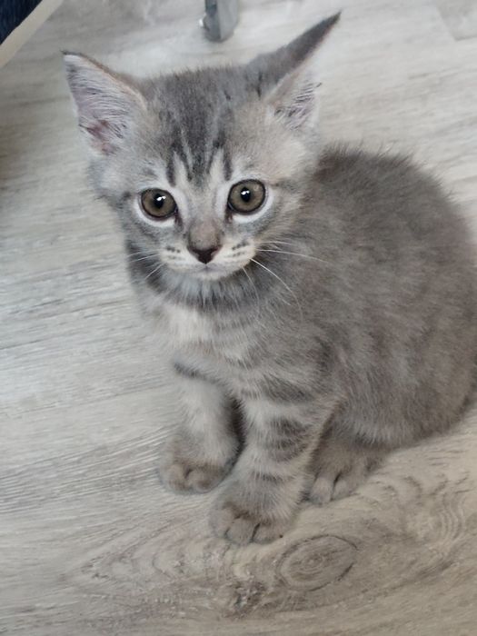 Продам домашнего котика 2 месяца