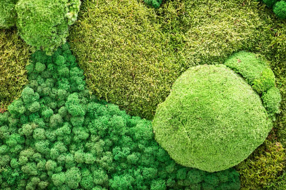 Стабилизированный Мох Оптом