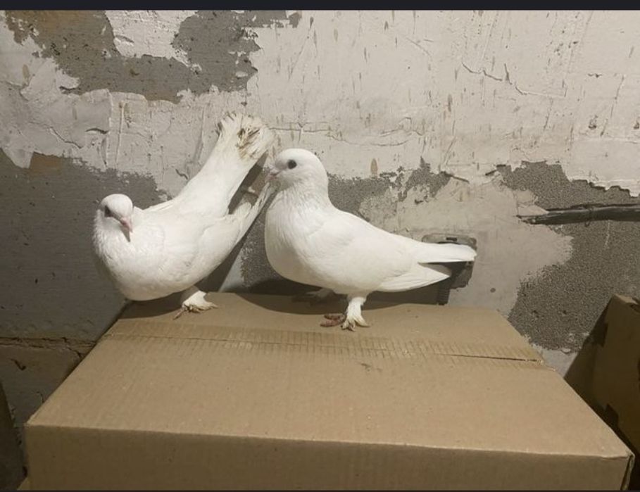 Продам голубей бойных