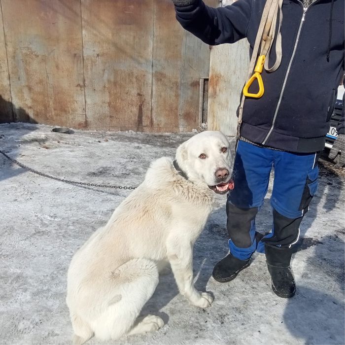 Предлагаем кобеля Алабая на вязку