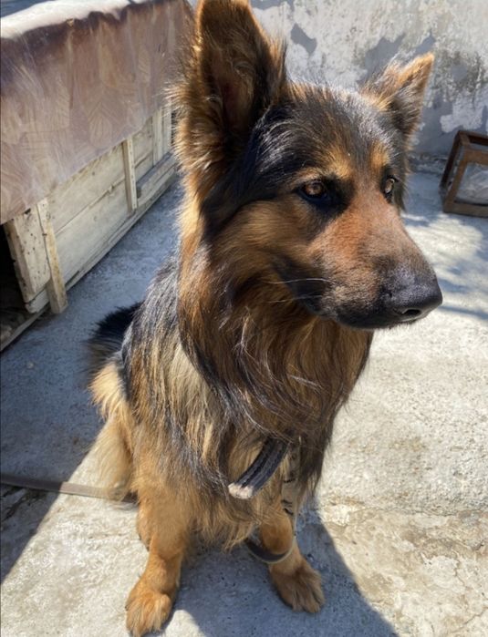 Вязка,Кабель Породистой Овчарки , Ovcharka erkak It juftlash uchun