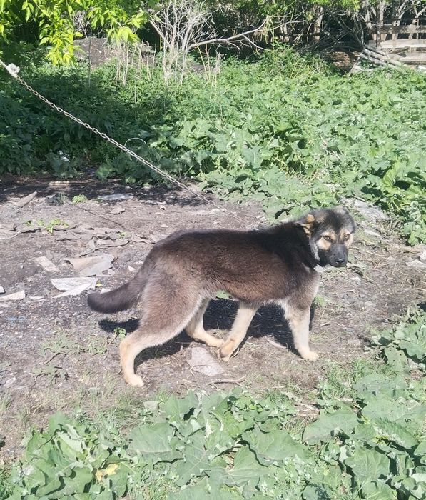 Отдам овчарку сучка