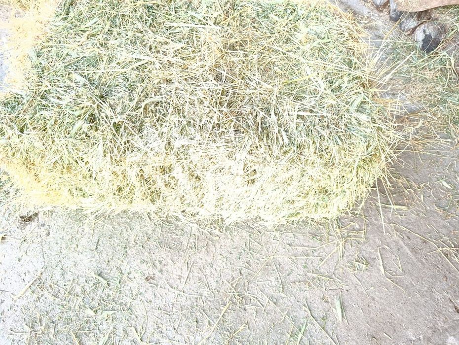 Пресс шөп сатыда