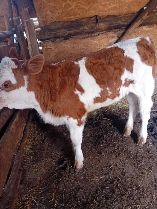 Vand 2 vitele si o juninca