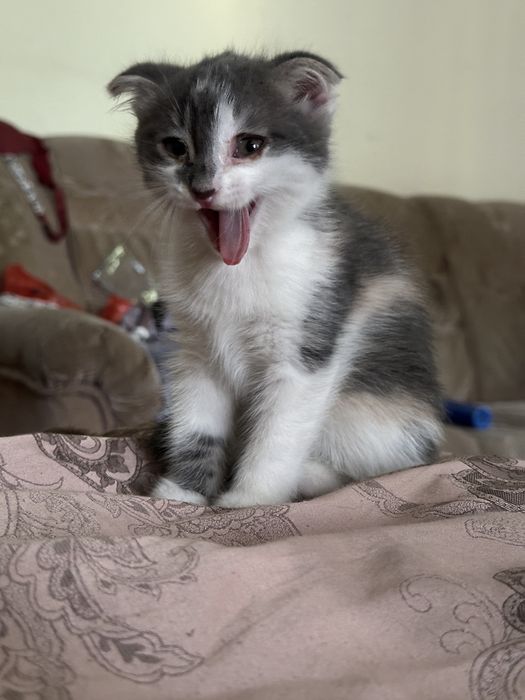 Вислоухий котенок