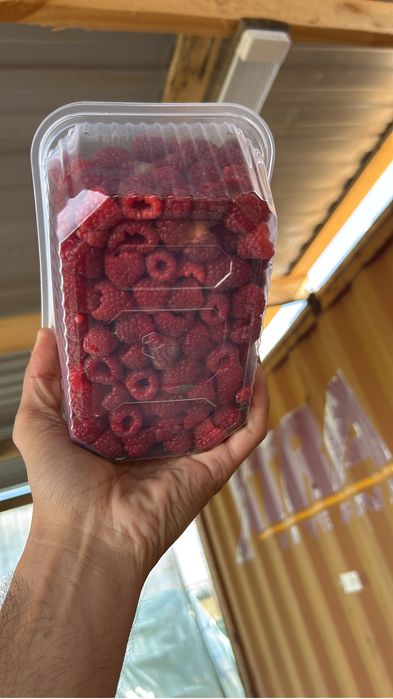 Саженцы малины сорт Мапема